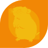 Hamster Rongeur