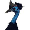 Kasuar