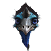 Kasuar