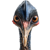 Kasuar