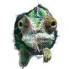 Chamäleon