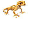 Geckos Gecko