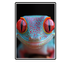 Geckos Geckos