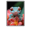 Geckos Gecko