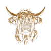 Bovins Highland Ecossais - Vache - Cadeau