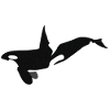 Orca Whale