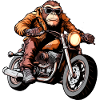 Singe Moto / Moto Singe
