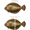 Heilbutt Kaputtbutt