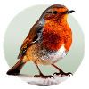 Robin