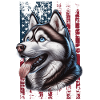 Husky US Schlittenhund