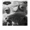 Chamäleon