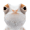 Chamäleon