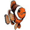 Clownfisch