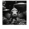 Clownfisch