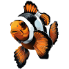 Clownfisch