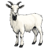 Chèvres chèvre