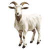 Chèvres chèvre