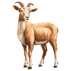 Chèvres chèvre