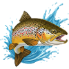 Trota fario, trota, salmerine, pesca, pesca