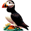 Macareux