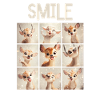 Niedliche Rehkitz-Gesichter Collage - Fotobox