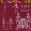 skeleton