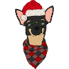 Chihuahua with Christmas hat