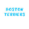 Boston Terrier