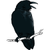 Black Raven