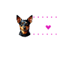 I love my Lancashire Heeler