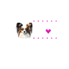 I love my Papillon