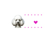 J’adore mon caniche