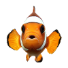 Clownfisch