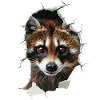 Nasenbär