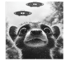 Nasenbär