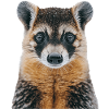 Nasenbär