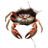 Krabbe