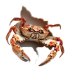 Krabbe