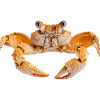 Krabbe