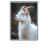 Chèvres chèvre