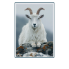 goats goat