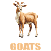 Chèvres chèvre