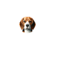 I love my Beagle
