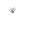 J’adore mon Bichon Frisé
