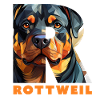 Rottweiler1
