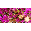 FLOWER 01