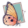 Butterfly Butterfly Summer
