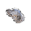 Chien