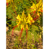 Paradiesvogelbaum