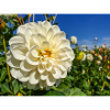 Dahlia (in german Dahlie) Dahlia